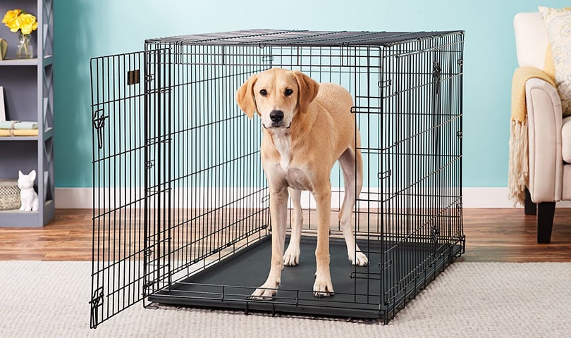 a dog in a wire dog crate