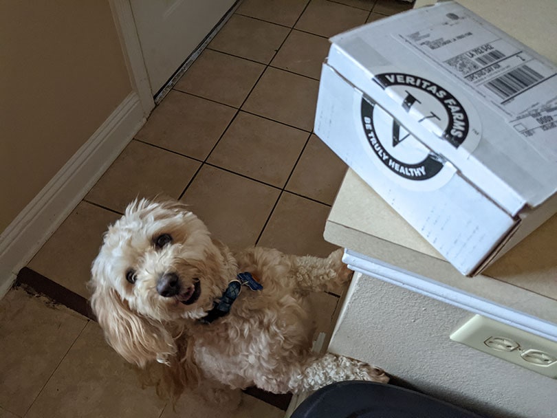 a dog looking up and veritas farms box on the table