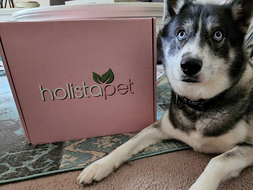 a dog lying beside holistapet box