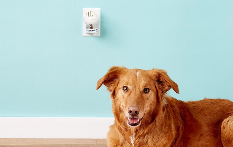 a dog lying near a plugged home diffuser