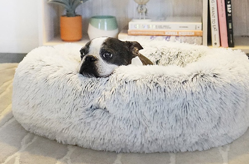 a dog lying on a dog bed