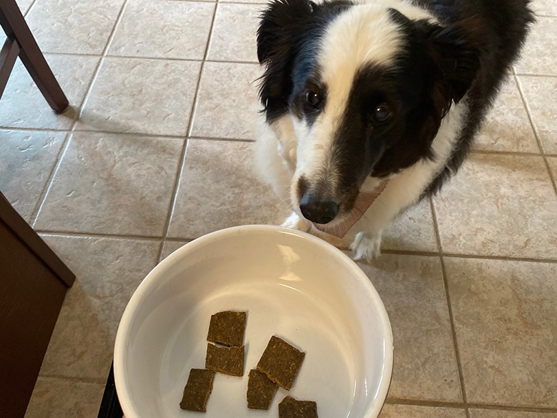 a dog sniffing sundays dog food from a bowl