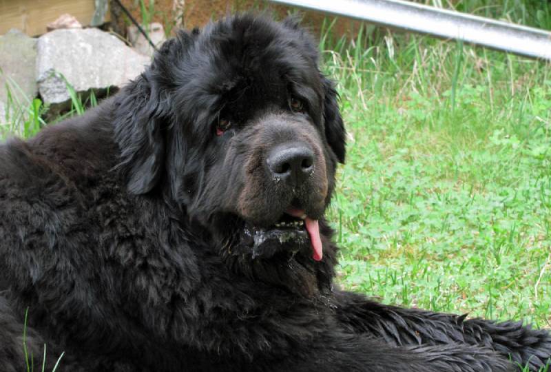 a drooling newfoundland dog lying on the grass outdoors