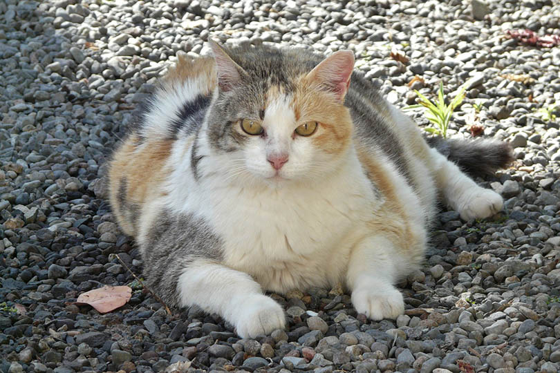 a fat cat lying on the ground outdoor