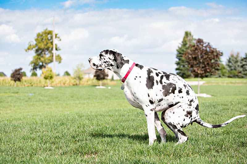 a great dane pooping outside on grass