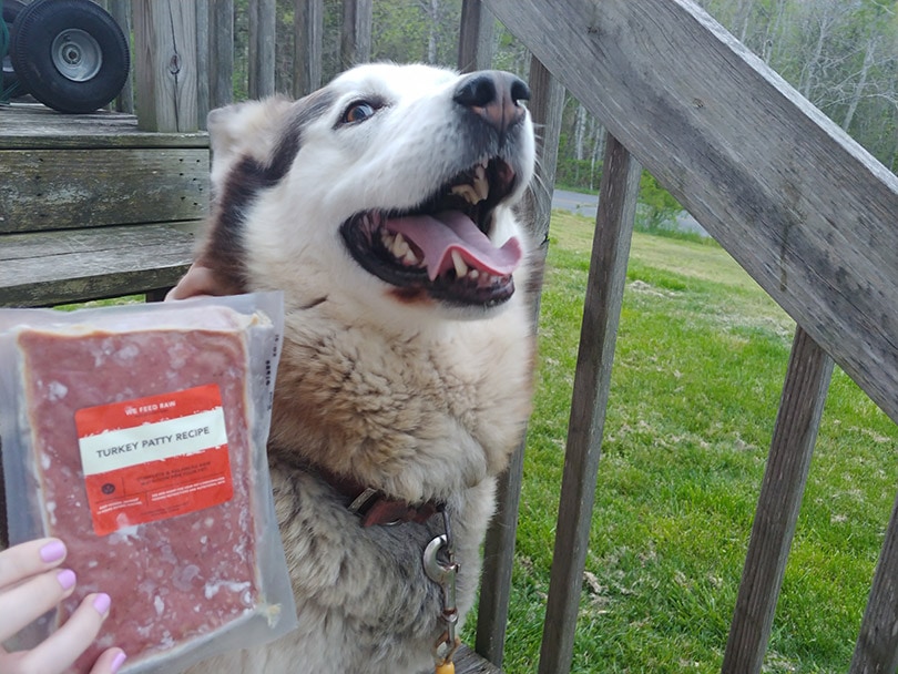 a had showing the we feed raw turkey patty recipe to the husky dog