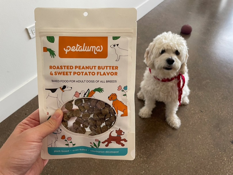 a hand showing the Petaluma’s Roasted Peanut Butter & Sweet Potato Flavor packaging to the dog