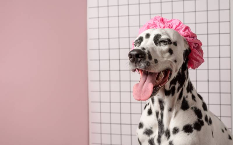 a happy dalmatian dog wearing a pink bath cap