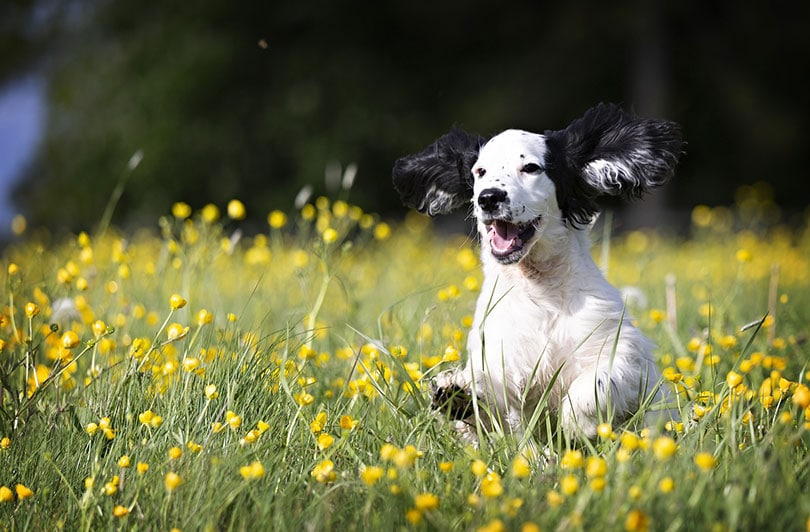 a happy puppy running in the field
