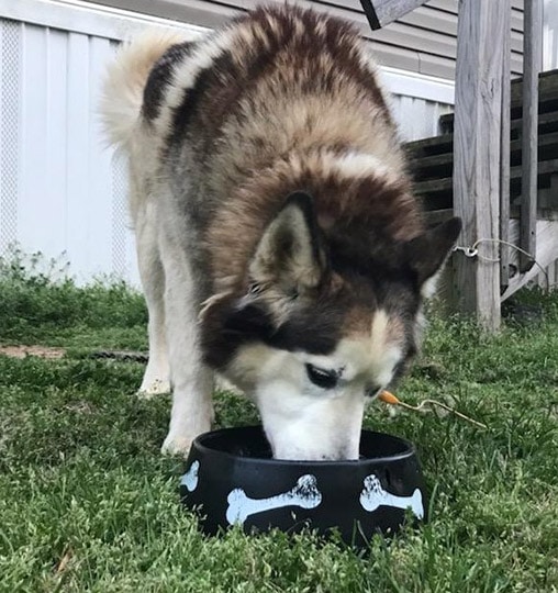 a husky eating we feed raw dog food in a black bowl