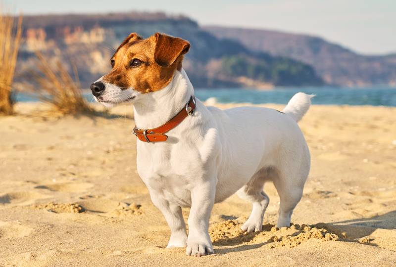 a jack russel terrier outdoors