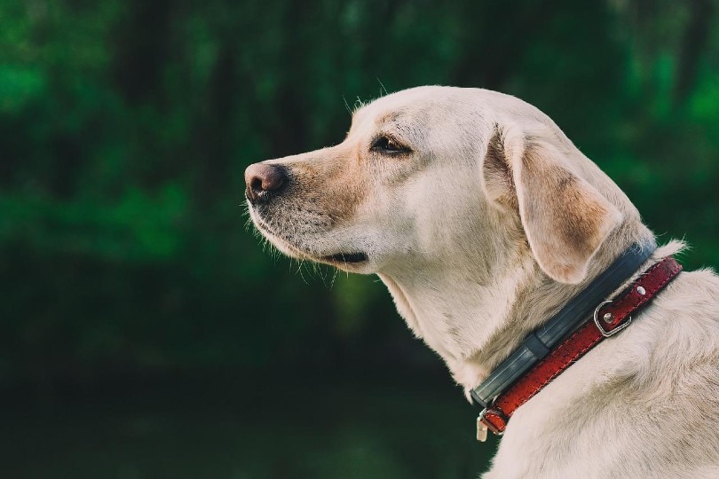 a labrador dog wearing a collar