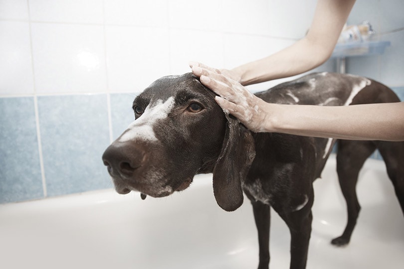 a large dog in a bath