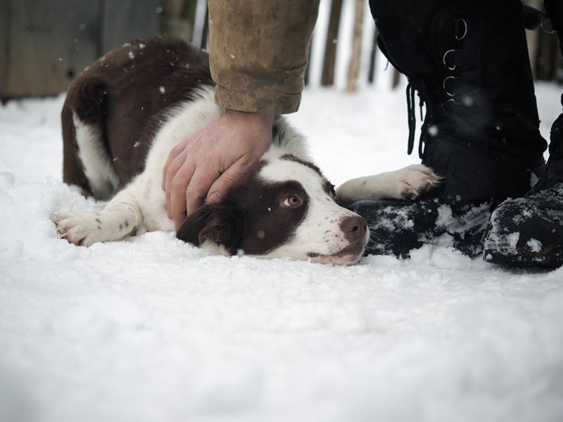a man helps a dog freezing in the snow
