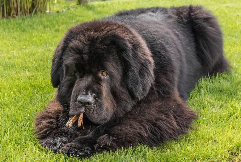 a newfoundland dog eating dried treat outside on the grass