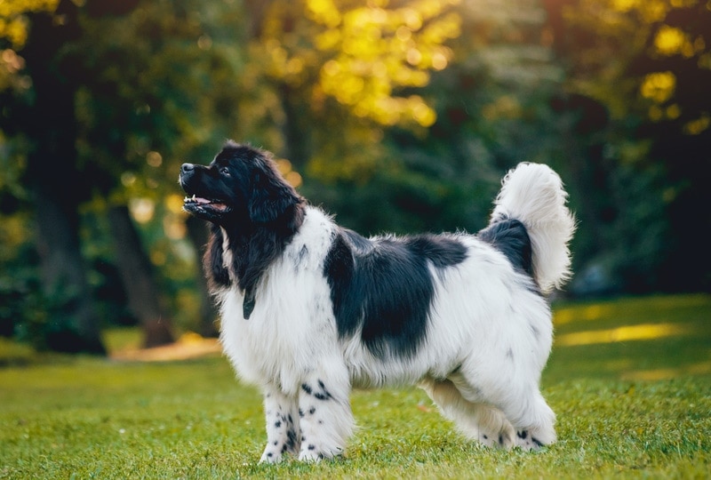 a newfoundland dog standing on grass