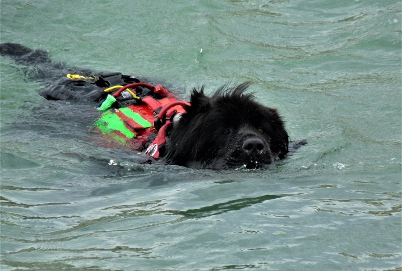 a newfoundland dog with vest swimming in the water 