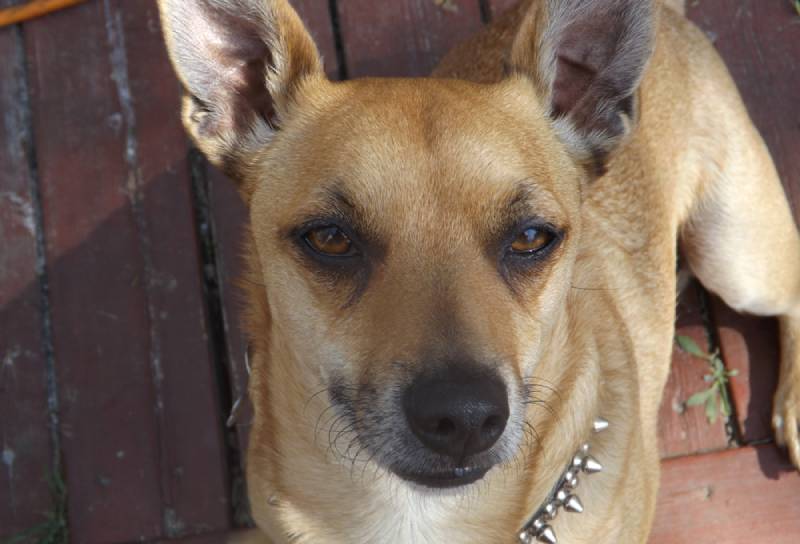 a pitbull chihuahua mixed breed dog