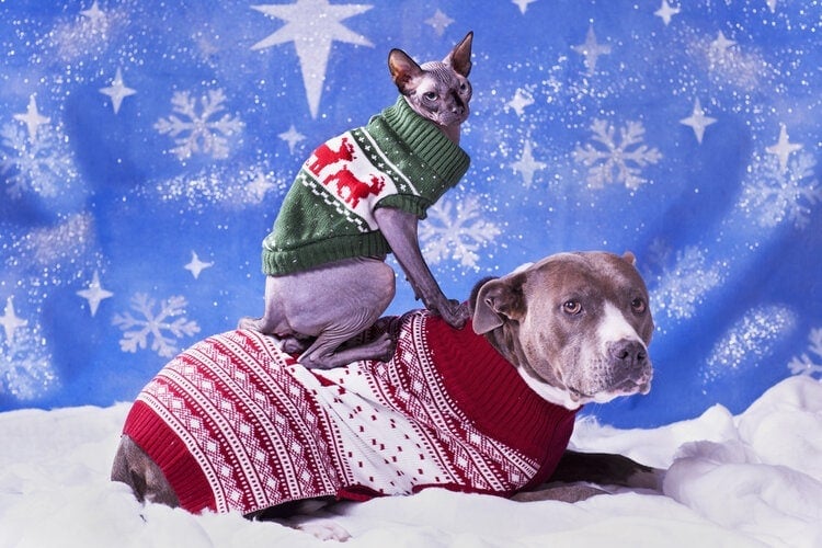 a pitbull dog and sphynx cat in matching sweaters