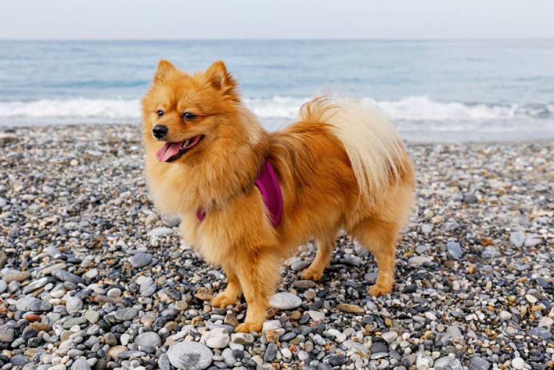 a pomeranian dog wearing a pink harness at the beach