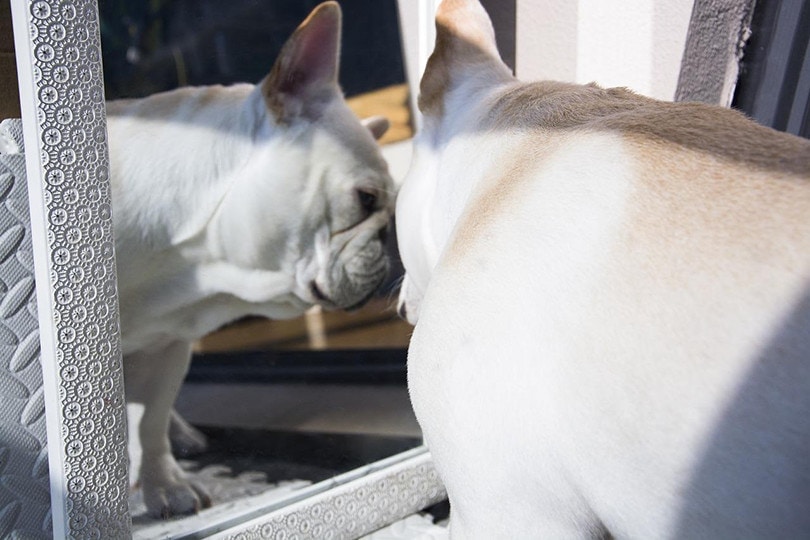 a pug looking at the mirror