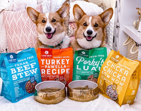 a pup above dog food with two corgis and food in bowl