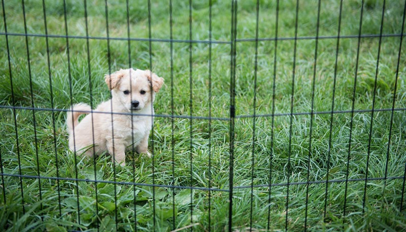 a puppy in an outdoor play pen