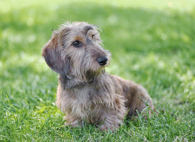 a silky wire-haired dachshund dog sitting on grass