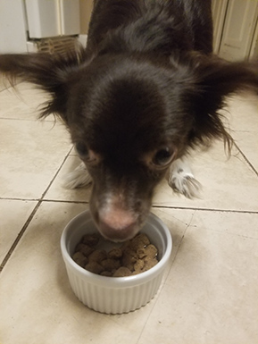 a small dog eating an open farm dog food recipe