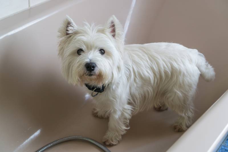 a westie dog about to be bathed inside the tub