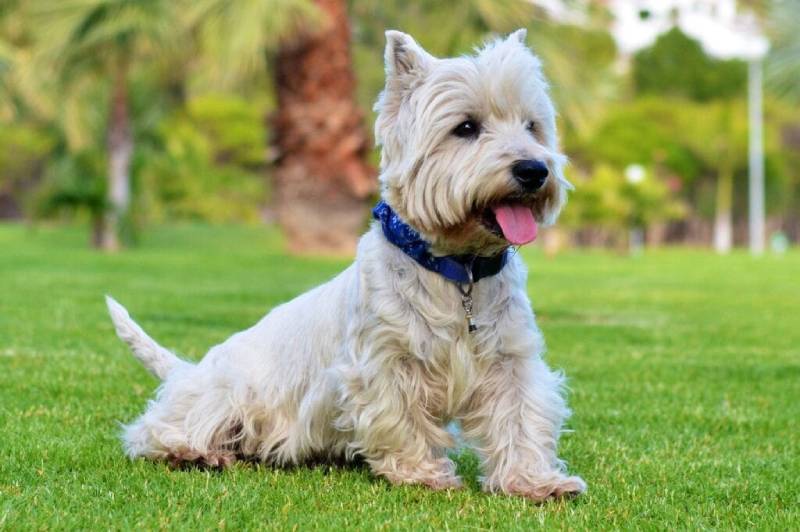 a westie sitting on grass outdoors