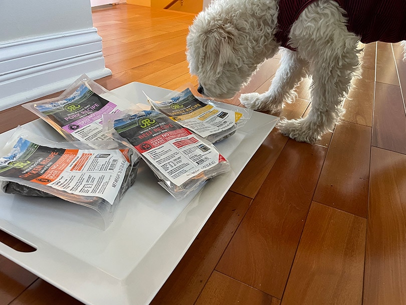 a white dog sniffing raised right adult dog food recipes on a tray