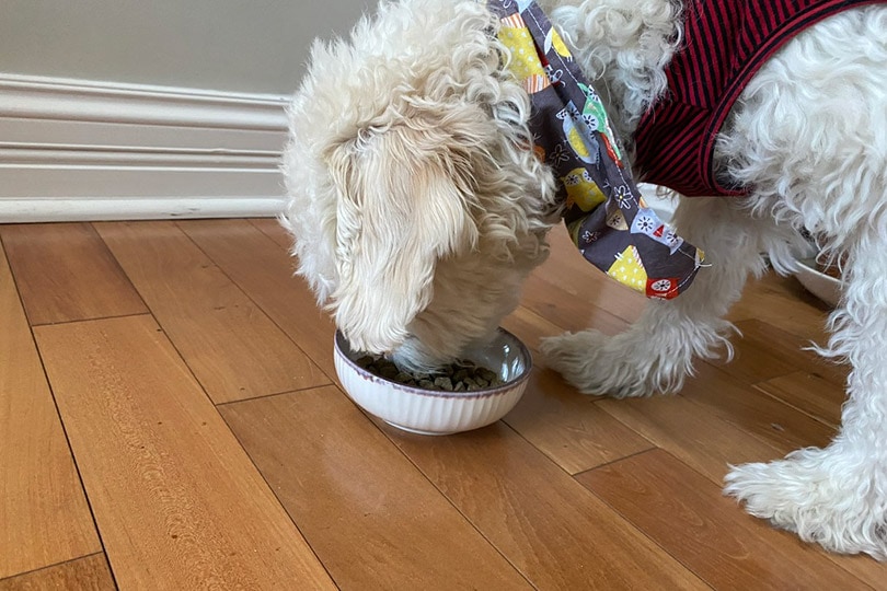a white fluffy dog eating Petaluma’s Roasted Peanut Butter & Sweet Potato Flavor dog food from a bowl