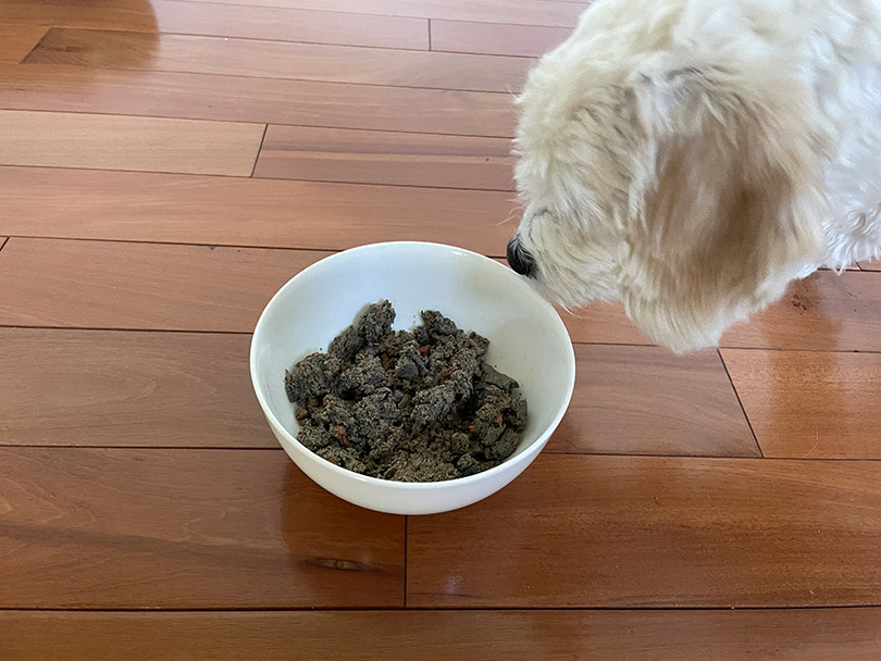 a white fluffy dog eating a raised right dog food recipe from a bowl