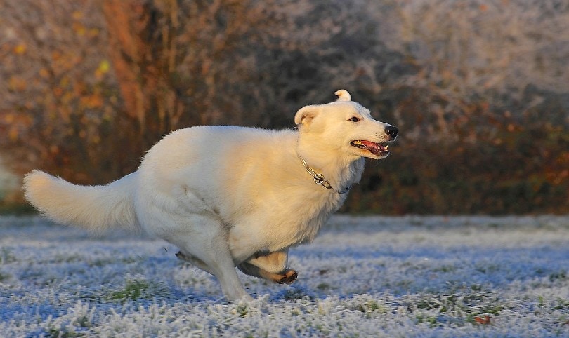 a white swiss shepherd dog running