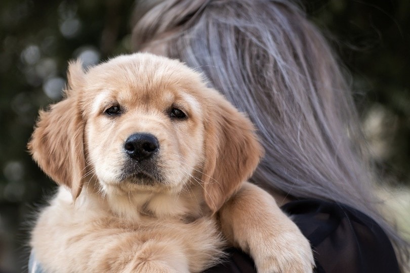 a woman hugging a golden retriever puppy