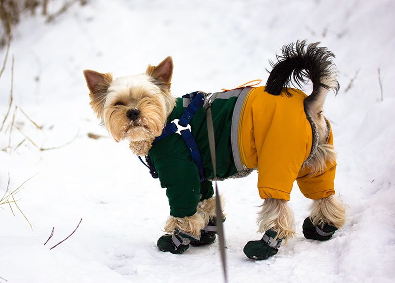 a yorkshire terrier dog wearing jumpsuit and boots walking in snow
