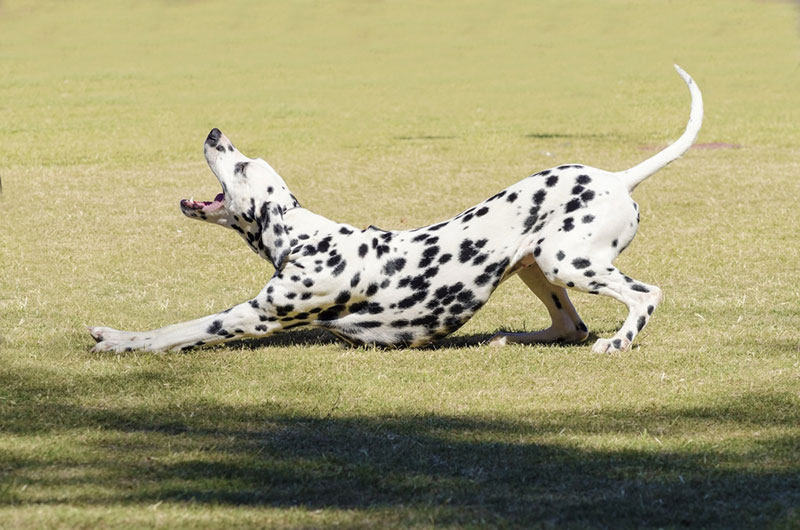 a young dalmatian dog stretching and barking at the park