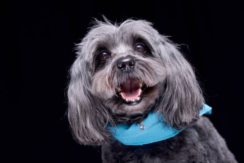 adorable havanese dog with blue scarf