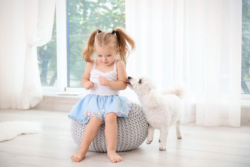 adorable little girl playing with her bichon frise dog at home