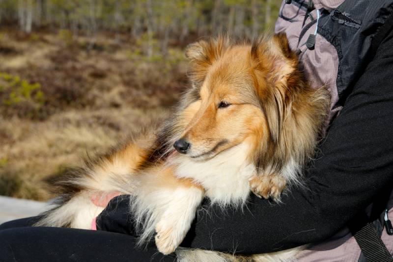 adorable shetland sheepdog cuddling up with its owner