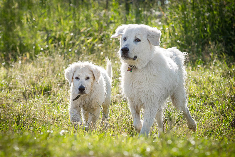 adult and puppy Abruzzese Mastiff dog