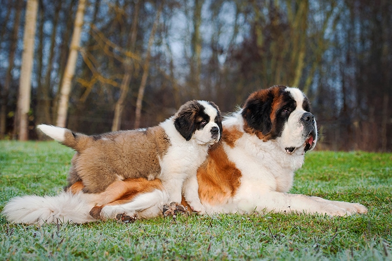 Adult and young saint bernard dogs outdoor