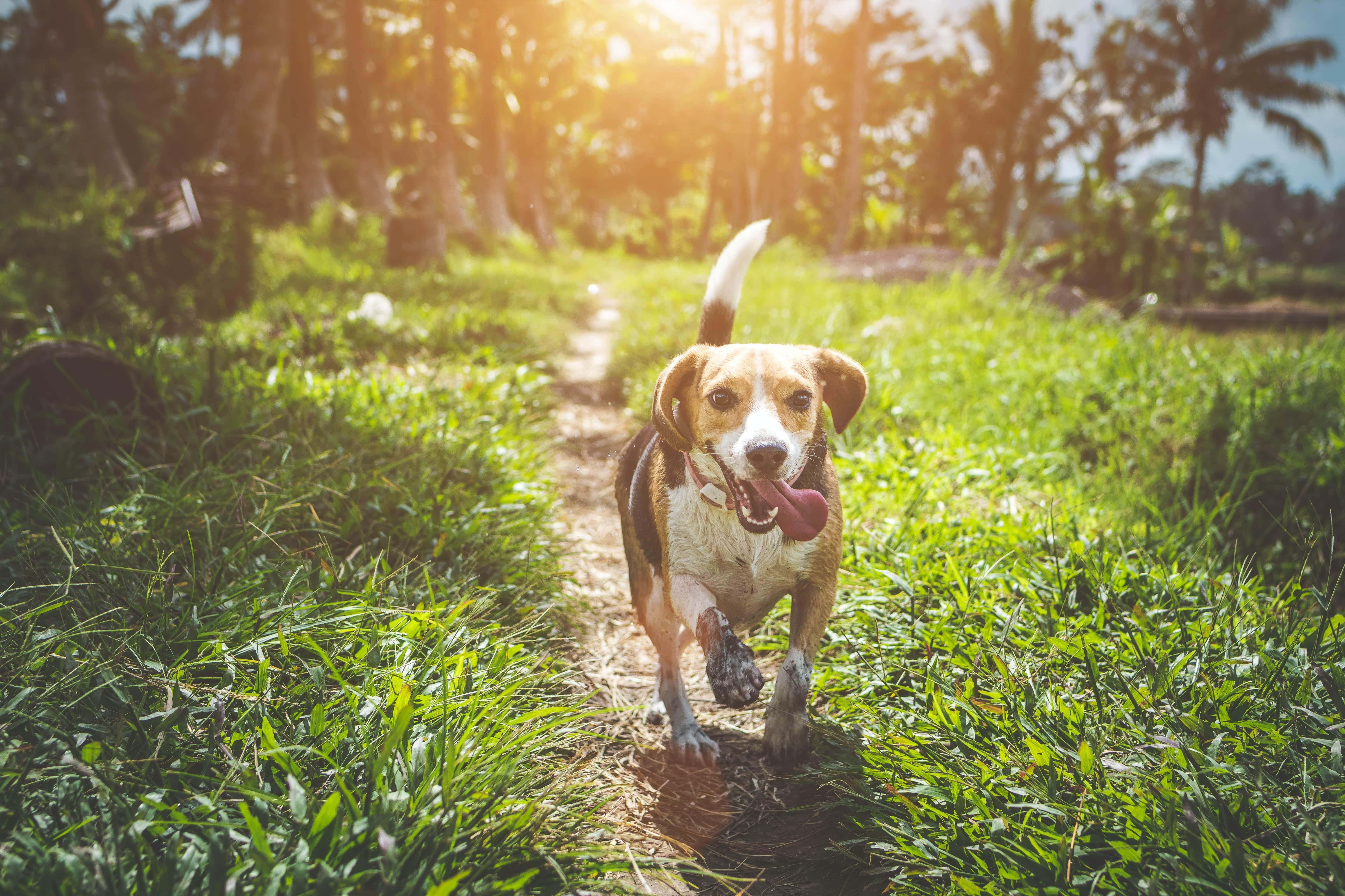 adult-beagle-walking-on-grass-field-1485637-min copy