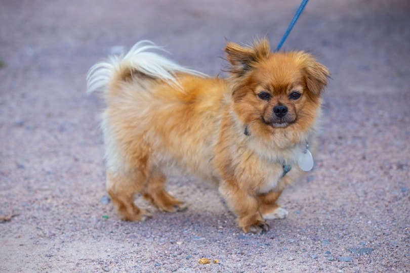 affenpinscher dog breed on a leash