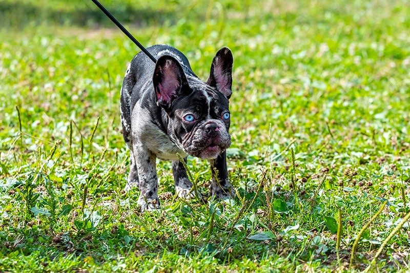 aggressive boston terrier dog on a leash at the park