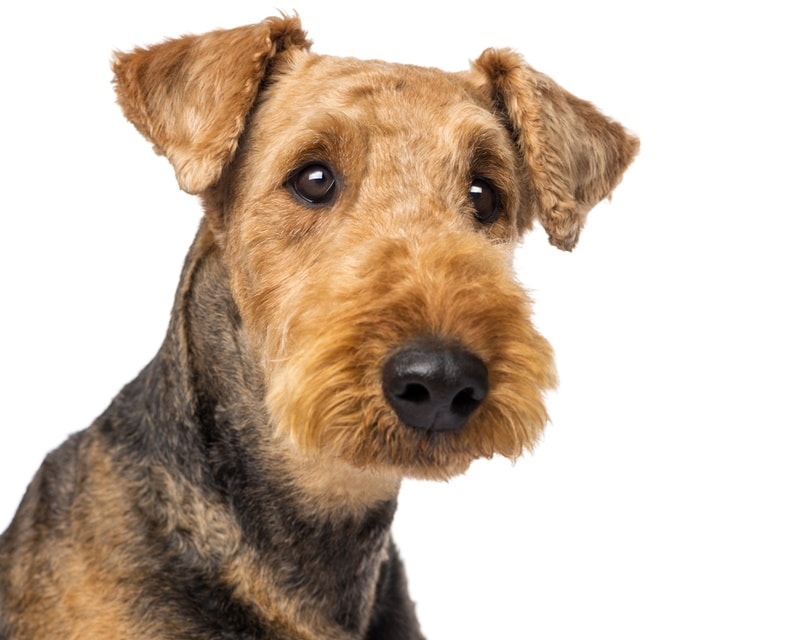 airedale terrier close up in white background