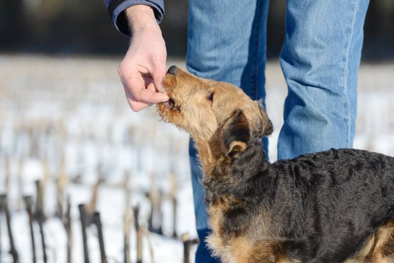 airedale terrier dog gets reward