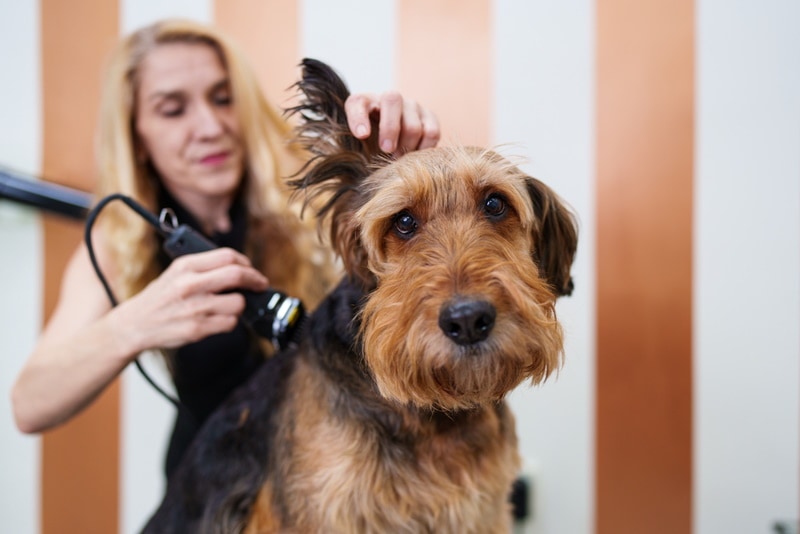 Airedale Terrier Dog Grooming DuxX Shutterstock 