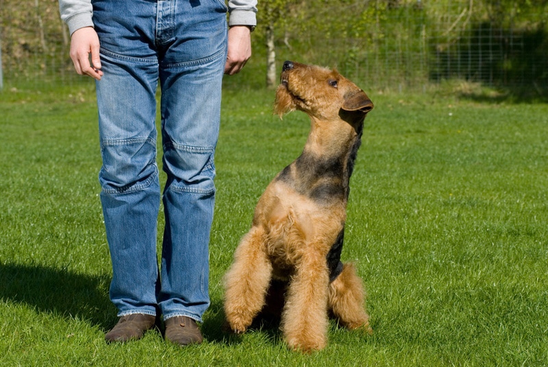 airedale terrier dog training